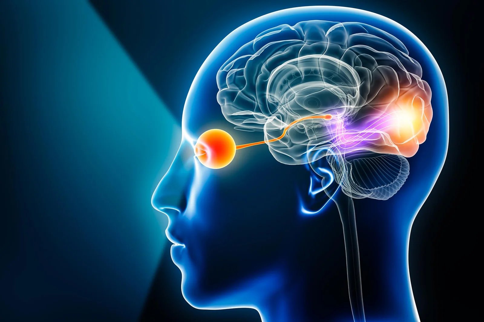 صورة مميزة: يجد العلماء أن دائرة الدماغ في ع ما قبل التاريخ لا تزال تتحكم في الرؤية