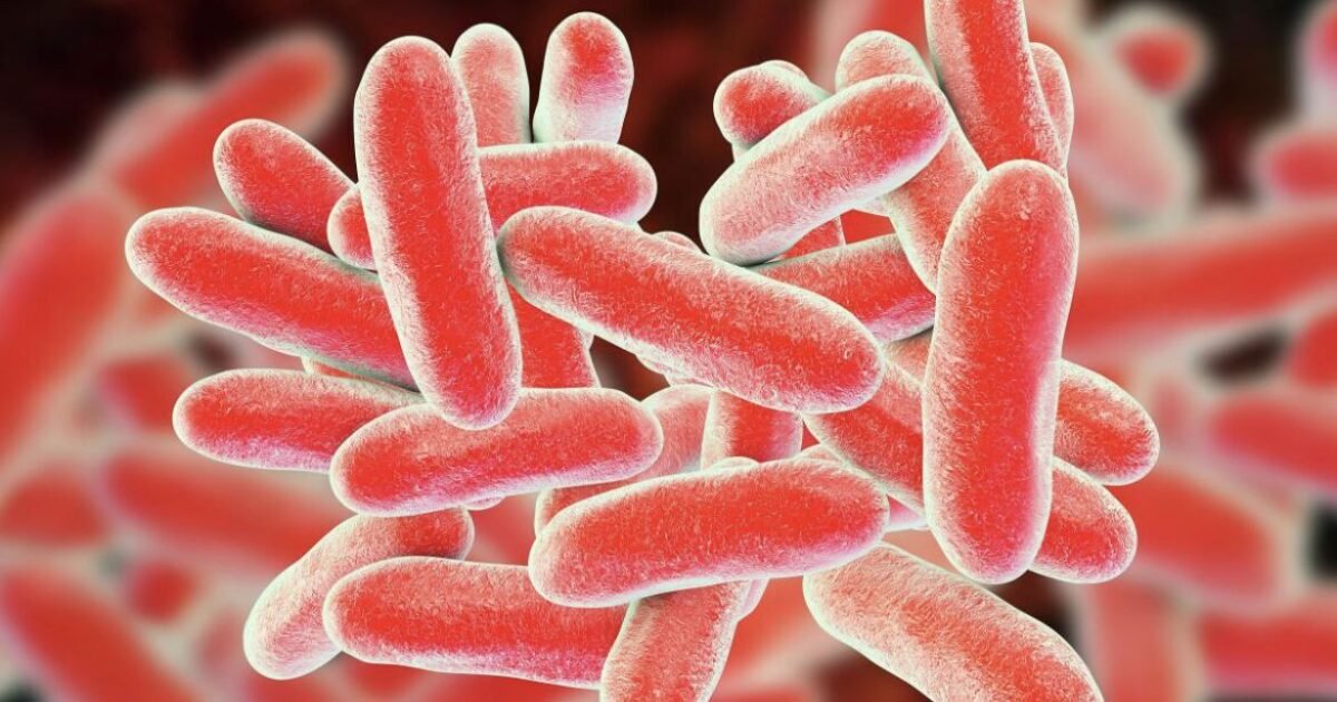 لماذا البراعم أكثر عرضة لتكاثر E. coli والسالمونيلا؟