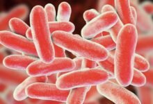 لماذا البراعم أكثر عرضة لتكاثر E. coli والسالمونيلا؟