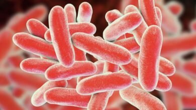لماذا البراعم أكثر عرضة لتكاثر E. coli والسالمونيلا؟