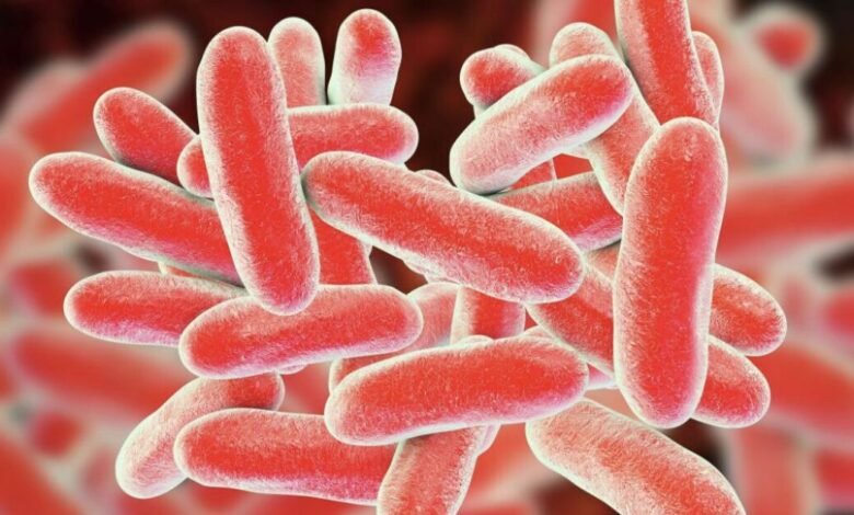 لماذا البراعم أكثر عرضة لتكاثر E. coli والسالمونيلا؟